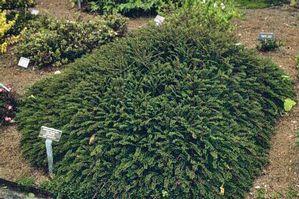 Cotoneaster adpressus 'Little Gem'