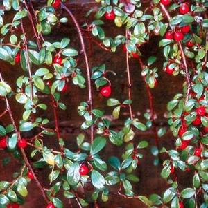 Cotoneaster dammeri 'Coral Beauty'