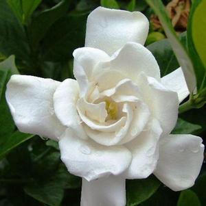 Gardenia jasminoides 'Chuck Hayes'