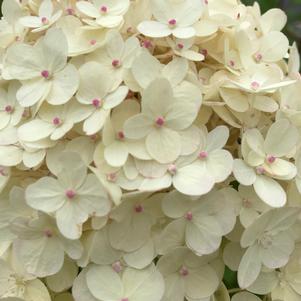 Hydrangea paniculata 'Limelight'