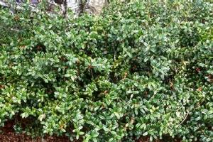 Ilex cornuta 'Burfordii Nana'