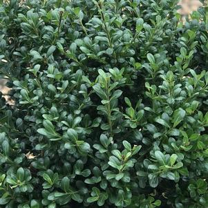 Ilex crenata 'Bennett's Compacta'