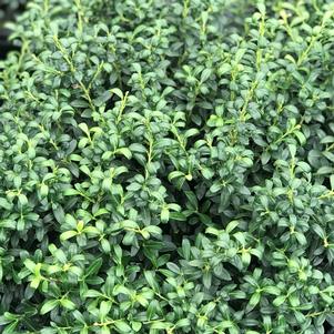 Ilex crenata 'Soft Touch'