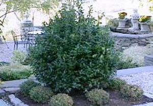 Ilex x meservae Blue Maid®