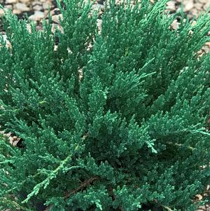 Juniperus chinensis var. sargentii 'Viridis'