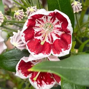 Kalmia latifolia 'Minuet'