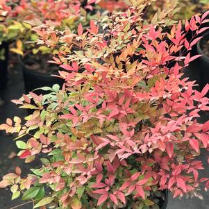 Nandina domestica 