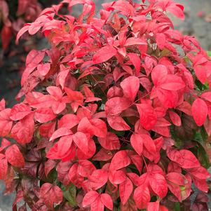 Nandina domestica 'Firepower'