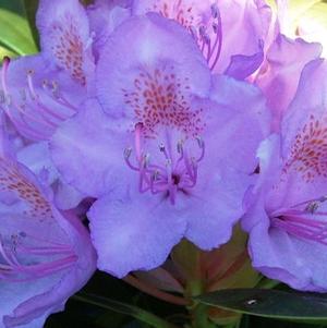 Rhododendron catawbiense 'Grandiflorum'
