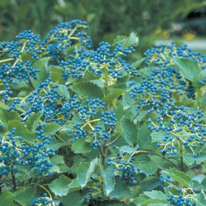 Viburnum dentatum Blue Muffin®