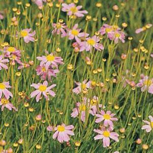 Coreopsis rosea 'American Dream'