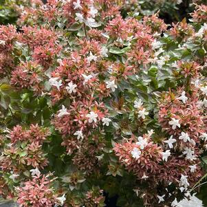 Abelia x grandiflora 'Rose Creek'