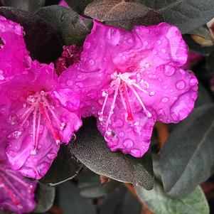 Rhododendron 'PJM Elite'