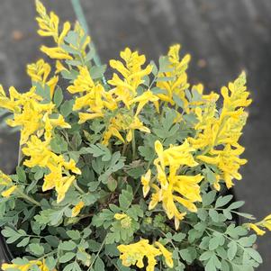 Corydalis 'Canary Feathers'