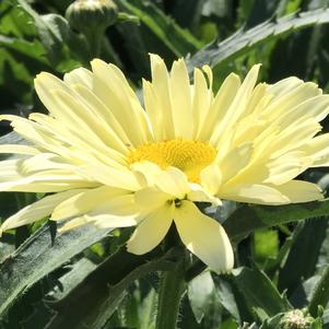 Leucanthemum superbum 'Banana Cream'