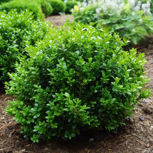 Buxus microphylla 'Little Missy' ()