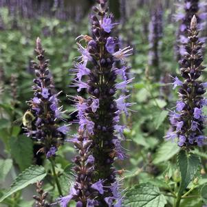 Agastache rugosa Little Adder