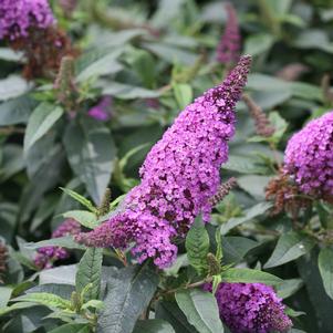 Buddleia x Proven Winners® Color Choice® Pugster Periwinkle®