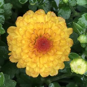 Chrysanthemum Gigi Gold