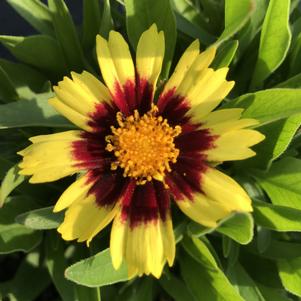 Coreopsis Uptick Red and Yellow