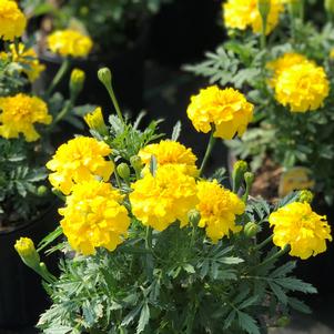 Marigold 'Bonanza Yellow'