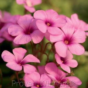 Oxalis crassipes 'Rosea' Cottage Pink