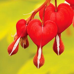 Dicentra spectabilis 'Ruby Gold'