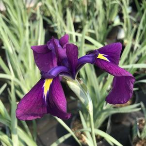 Iris ensata Vaiegata