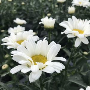 Leucanthemum superbum Daisy May®