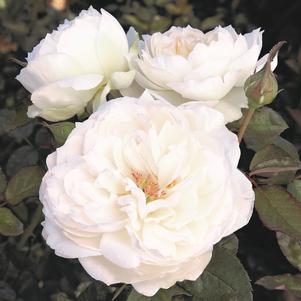 Rose Floribunda 'Meidelweis' Bolero™