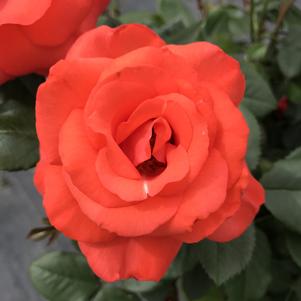 Rose Floribunda Marmalade Skies™