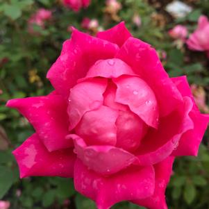 Rose Double Pink Knock Out®