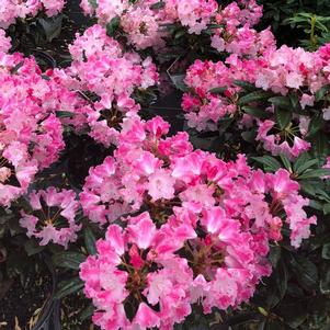 Rhododendron x Dandy Man Color Wheel®