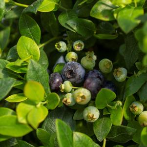 Vaccinium Bushel and Berry™ Southern Bluebelle™