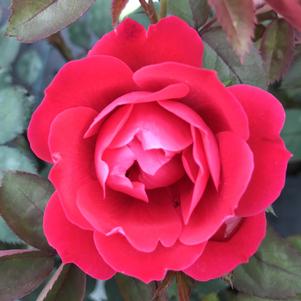 Rose Shrub Double Knock Out®