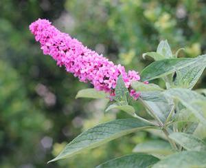 Buddleia Lo & Behold® 'Pink Micro Chip'