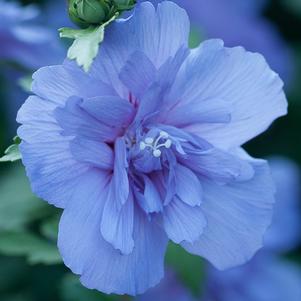 Hibiscus syriacus Blue Chiffon®