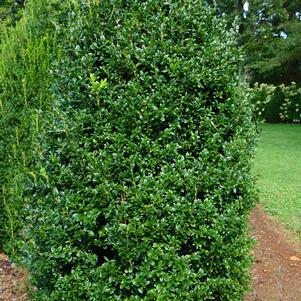 Buxus sempervirens 'Piney Mountain'