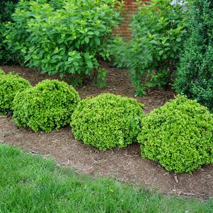 Buxus microphylla var. japonica 'Morris Dwarf'