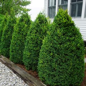 Buxus microphylla 'John Baldwin'