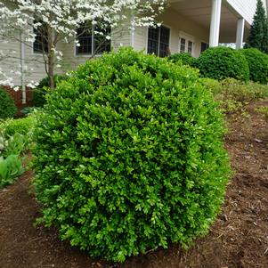 Buxus microphylla var. japonica 'Jim Stauffer'