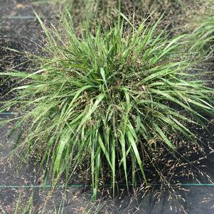 Eragrostis spectabilis (Purple Love Grass)