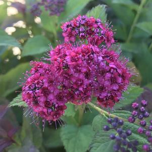 Spiraea x Proven Winners® Color Choice® Double Play Doozie® ('NCSX2' Spirea)