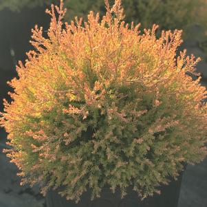 Thuja occidentalis Fire Chief™ (Orange Globe Arborvitae)