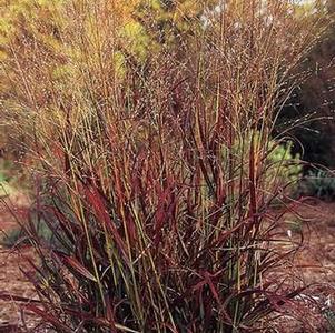 Panicum virgatum 'Shenandoah' (Red Switchgrass)