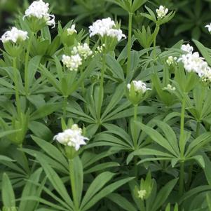 Galium odoratum