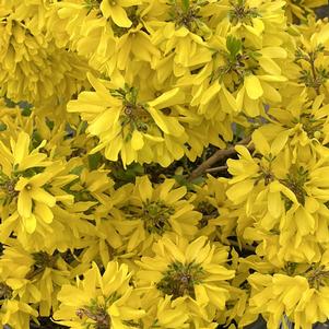Forsythia x Show Off Starlet®