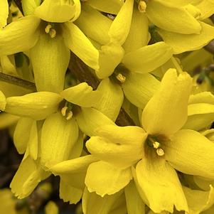 Forsythia x intermedia Magical® Gold