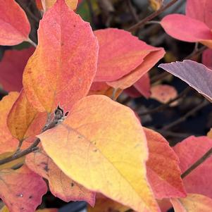 Fothergilla intermedia Legend Of The Small®