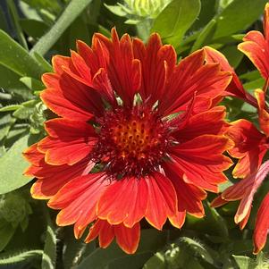 Gaillardia SpinTop™ Yellow Touch